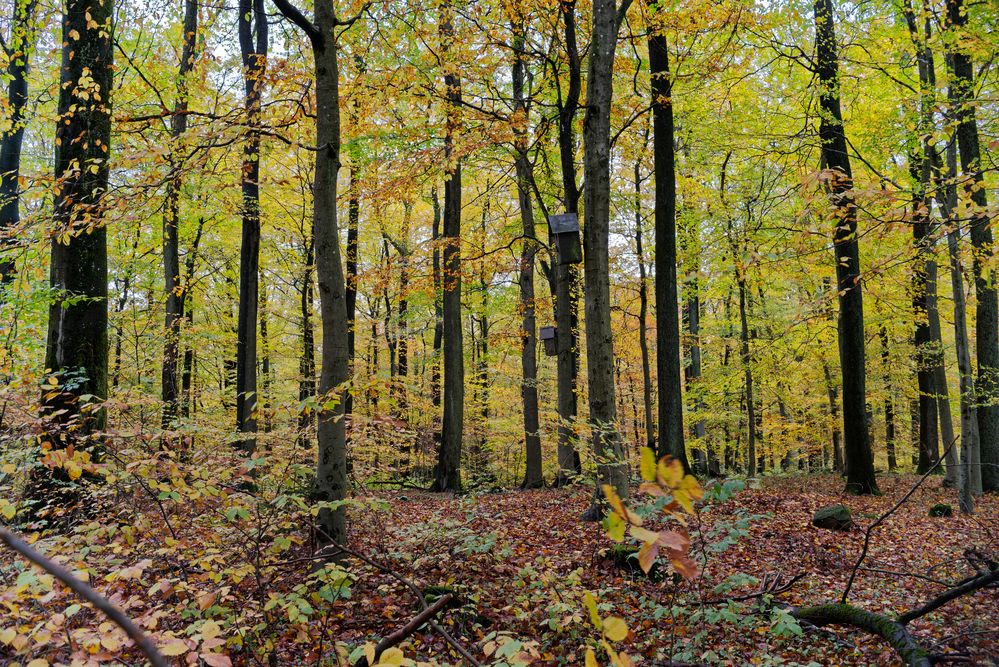 Waldmotive, hier: Herbstimpressionen im Wald (8)