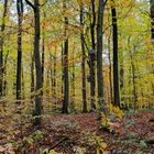 Waldmotive, hier: Herbstimpressionen im Wald (8)