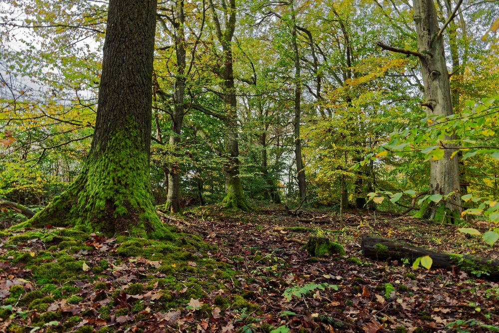 Waldmotive, hier: Herbstimpressionen im Wald (9)