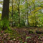 Waldmotive, hier: Herbstimpressionen im Wald (9)