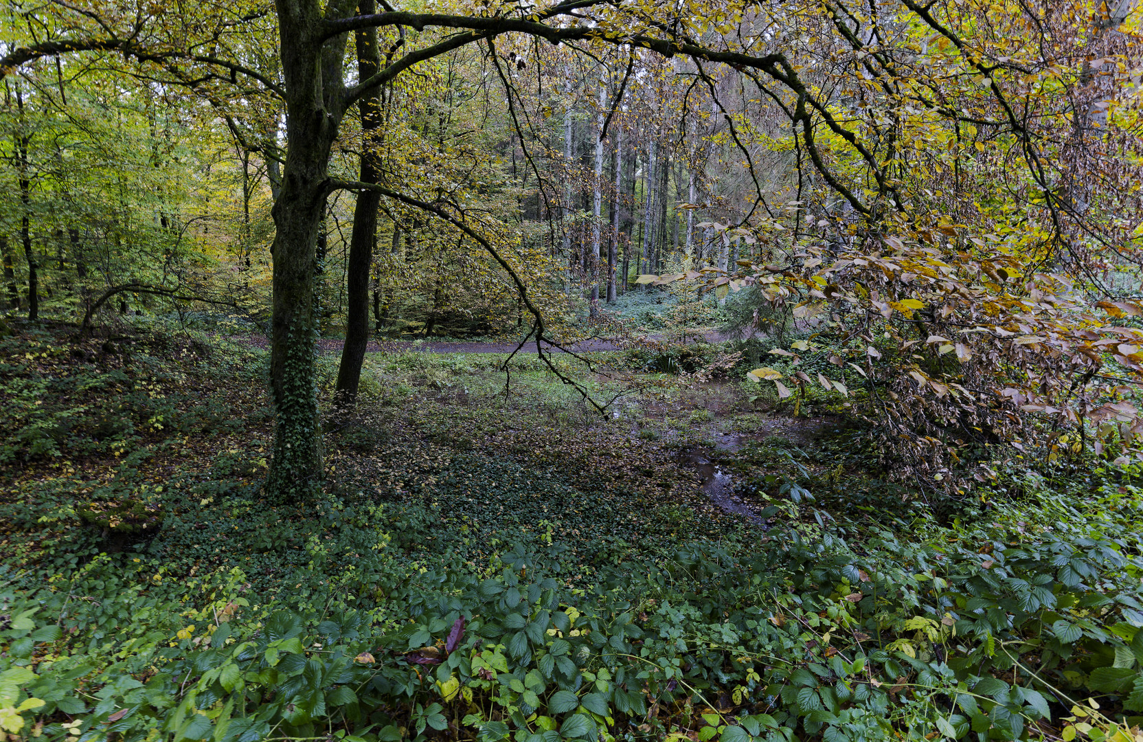 Waldmotive, hier: Herbstimpressionen im Wald
