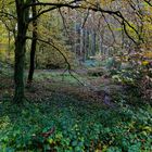 Waldmotive, hier: Herbstimpressionen im Wald