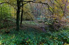 Waldmotive, hier: Herbstimpressionen im Wald