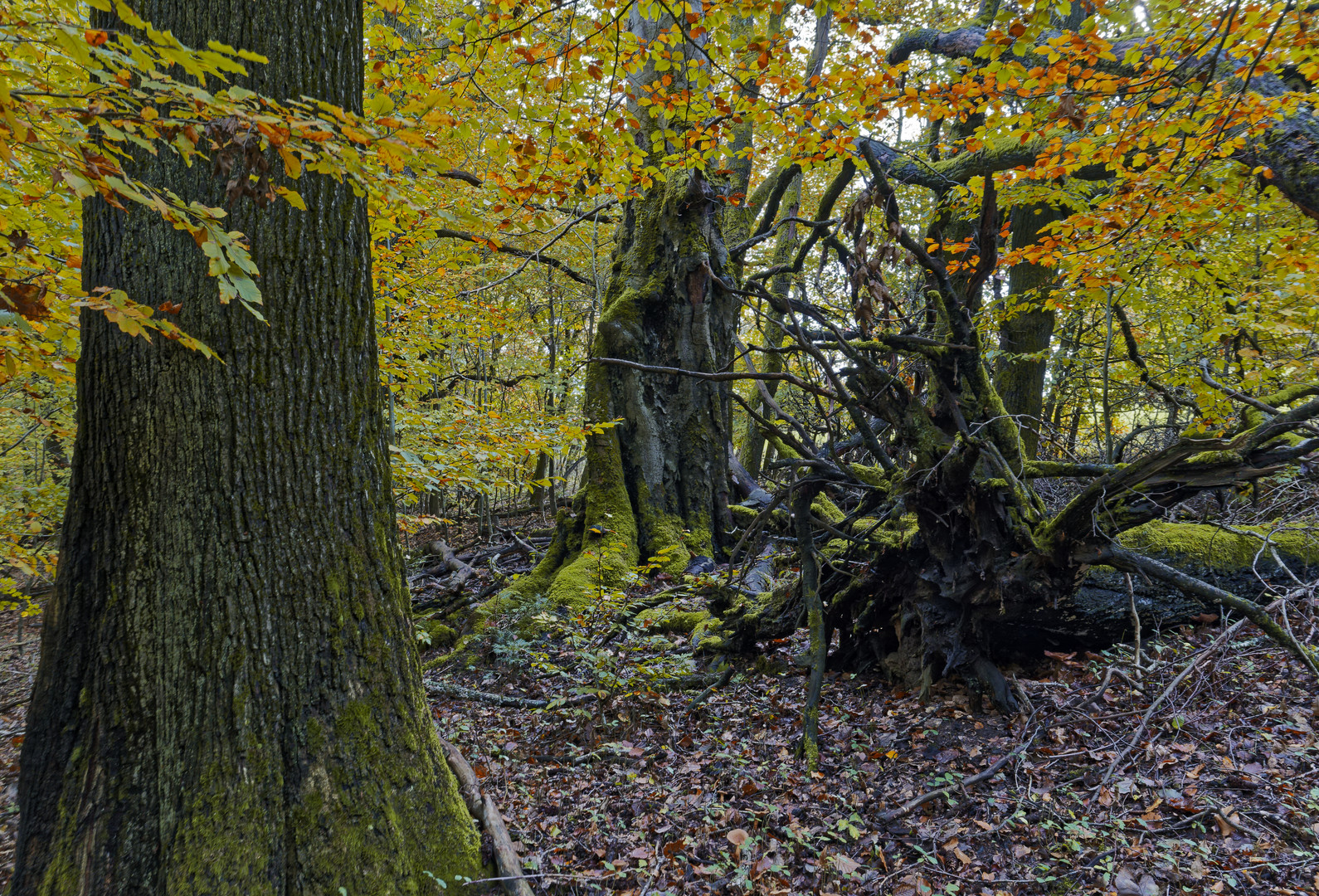 Waldmotive, hier: Herbstimpressionen im Zauberwald