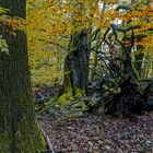 Waldmotive, hier: Herbstimpressionen im Zauberwald