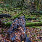 Waldmotive, hier: Herbstimpressionen in den Mooswelten