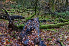 Waldmotive, hier: Herbstimpressionen in den Mooswelten