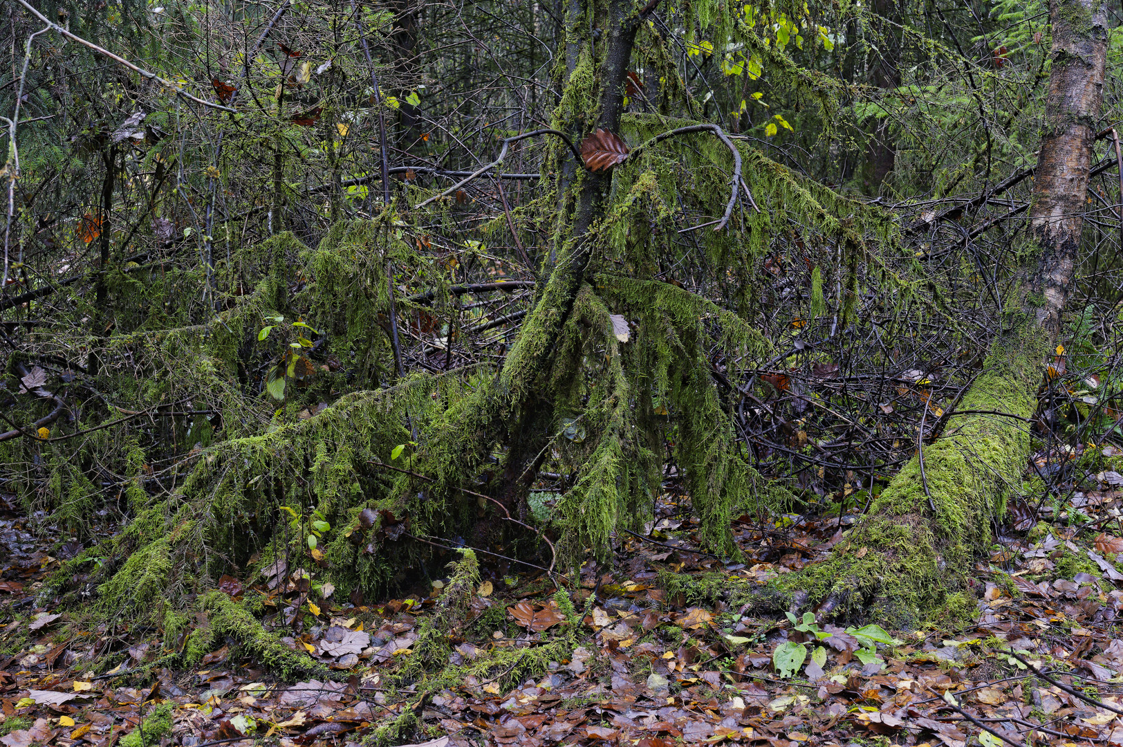 Waldmotive, hier: Herbstimpressionen in den Mooswelten