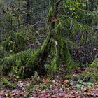 Waldmotive, hier: Herbstimpressionen in den Mooswelten