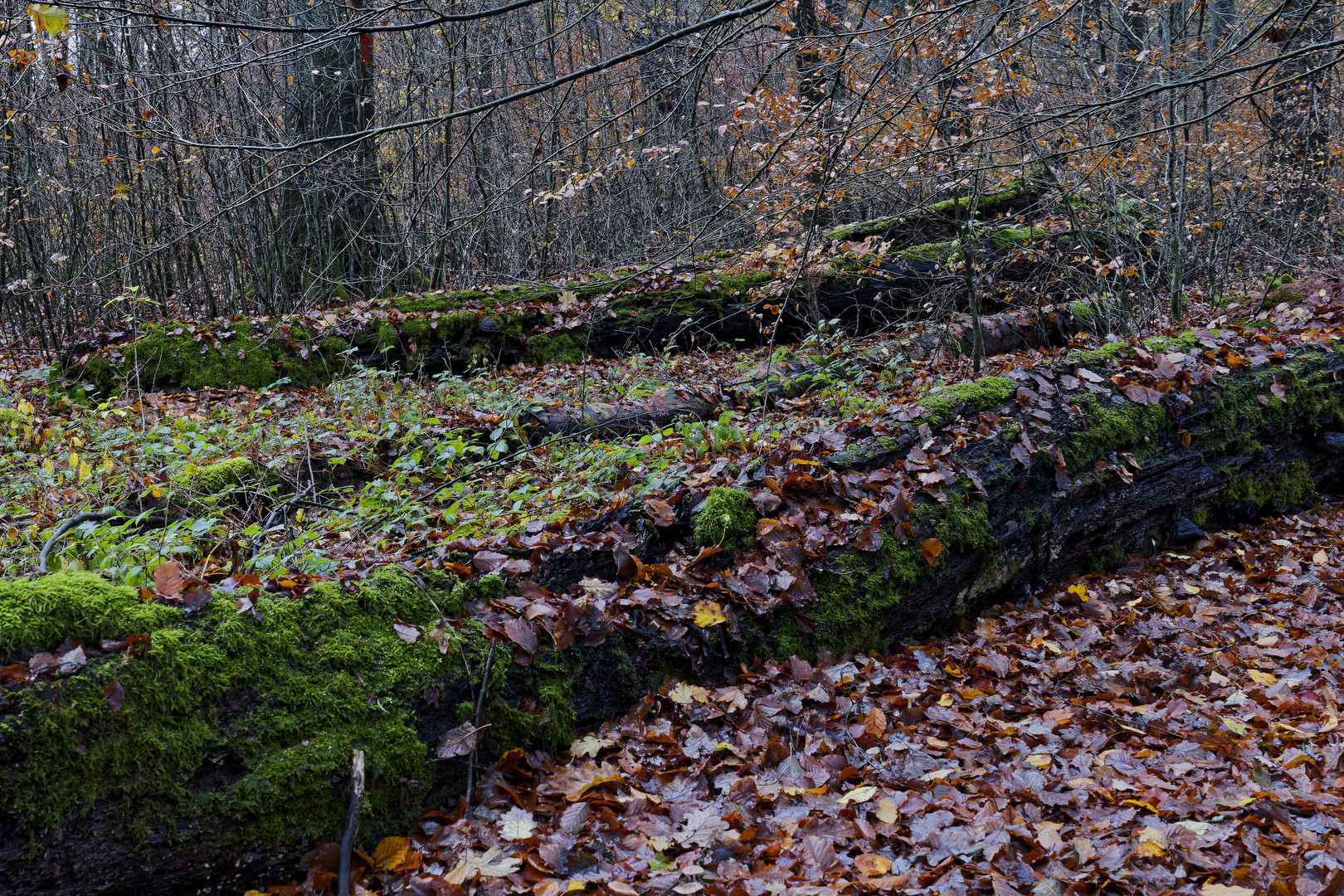 Waldmotive, hier: Herbstimpressionen in den Mooswelten