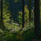 Waldmotive, hier: Herbstleuchten im Wald