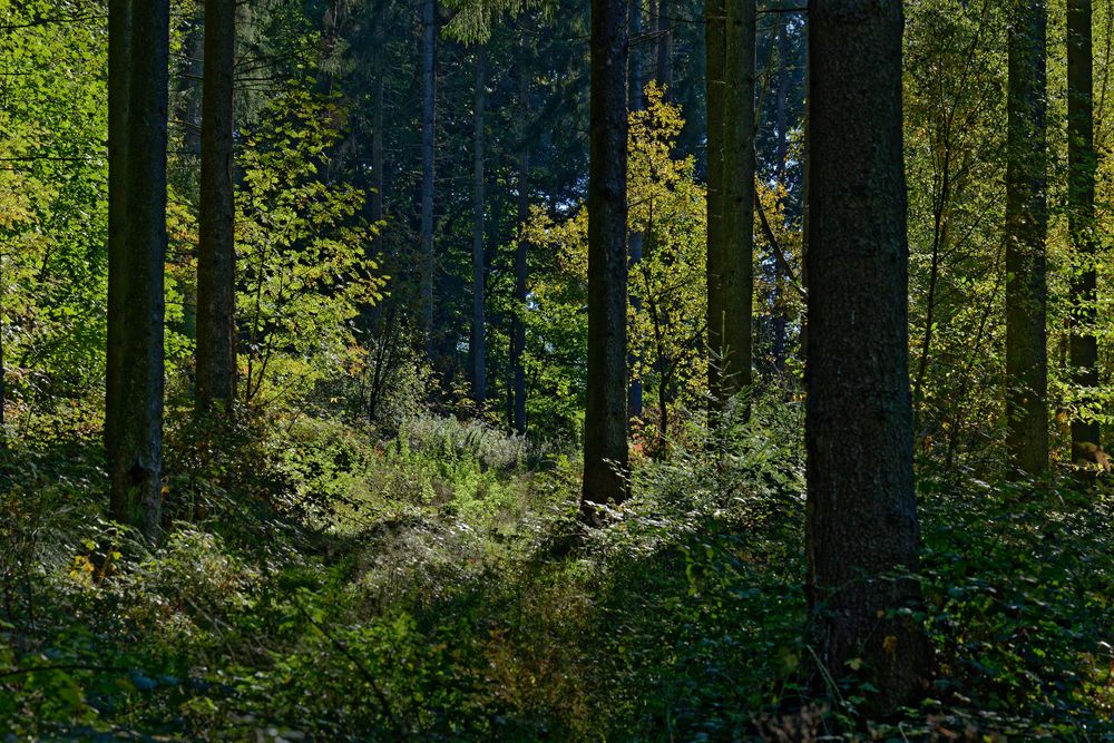 Waldmotive, hier: Herbstleuchten im Wald