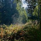 Waldmotive, hier: herbstliche Morgenstimmung im Wald