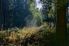 Waldmotive, hier: herbstliche Morgenstimmung im Wald