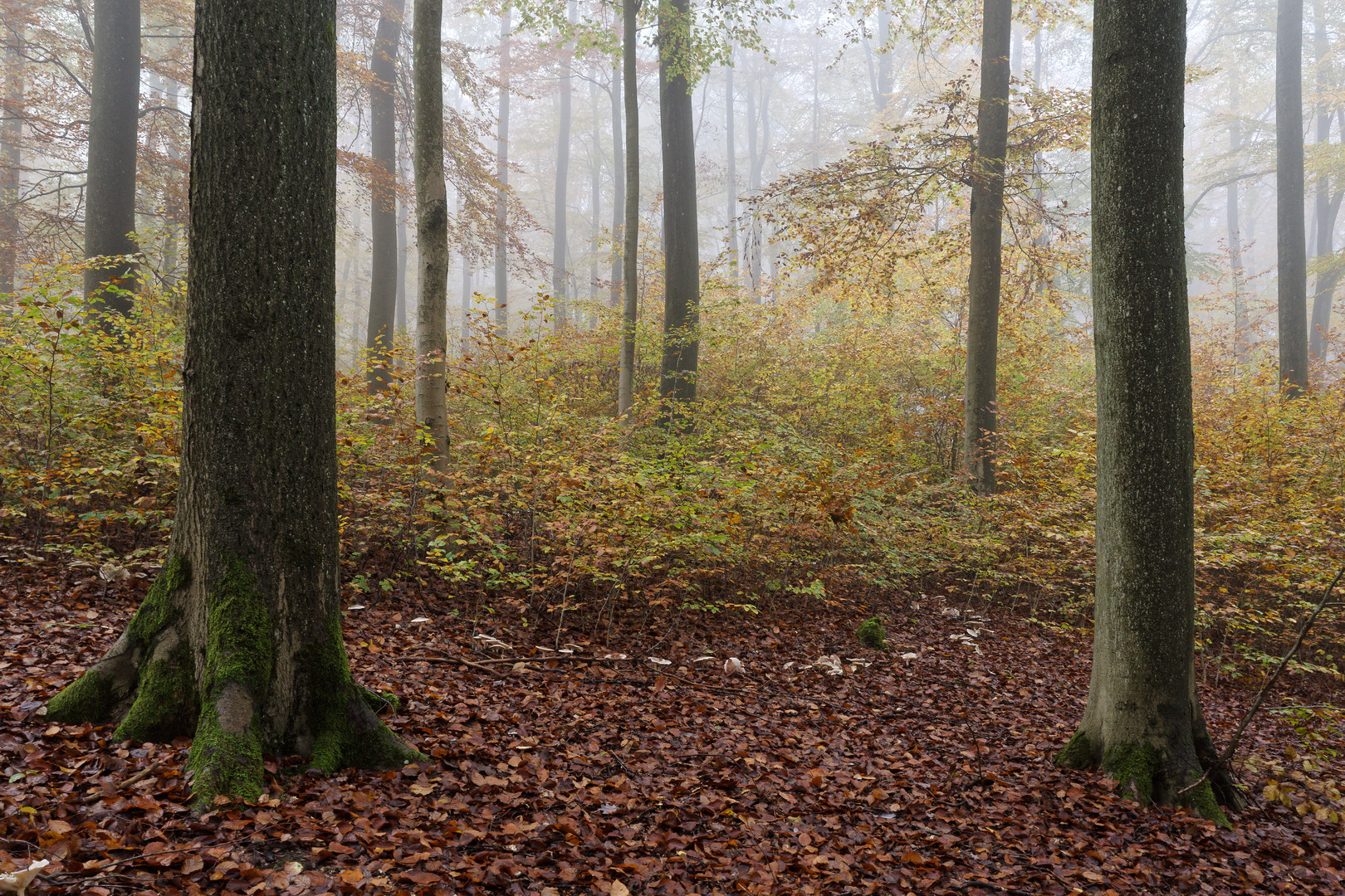 Waldmotive, hier: Hexenring (Feenring)