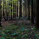 Waldmotive, hier: Hexenring im Fichtenwald