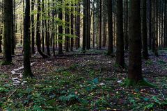 Waldmotive, hier: Hexenring im Fichtenwald