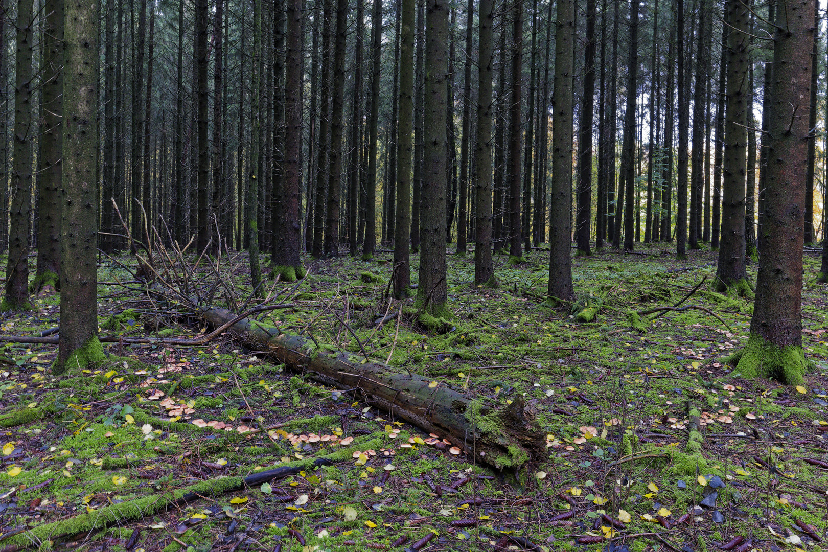 Waldmotive, hier: Hexenring im Fichtenwald