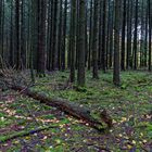 Waldmotive, hier: Hexenring im Fichtenwald