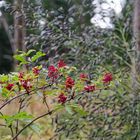 Waldmotive, hier: Holunderbeeren auf einer Waldlichtung