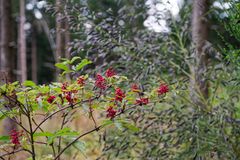 Waldmotive, hier: Holunderbeeren auf einer Waldlichtung