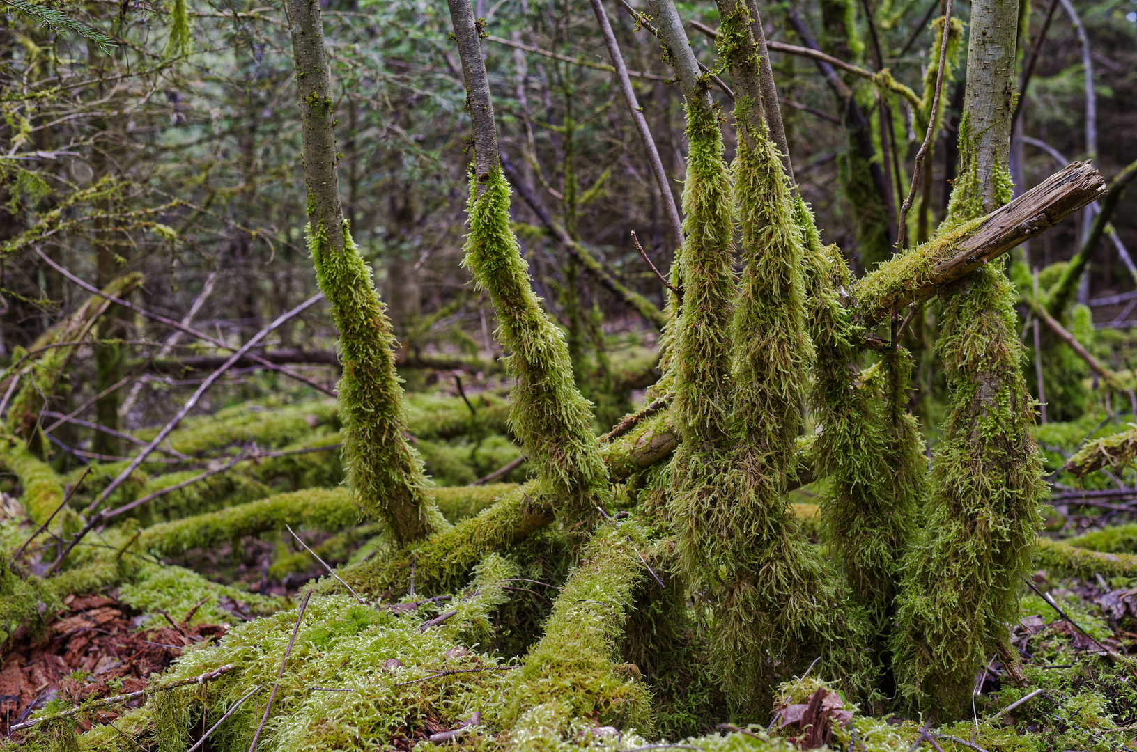 Waldmotive, hier: im April in den Mooswelten (2)