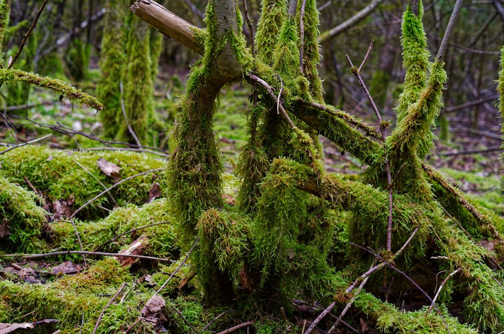 Waldmotive, hier: im April in den Mooswelten (3)