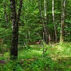 Waldmotive, hier: im Birkenwald