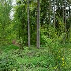 Waldmotive, hier: im Frühlingswald (2)