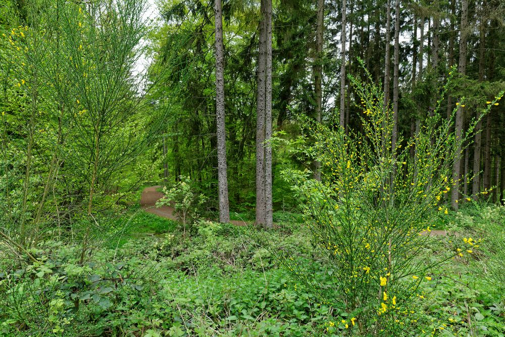 Waldmotive, hier: im Frühlingswald (2)
