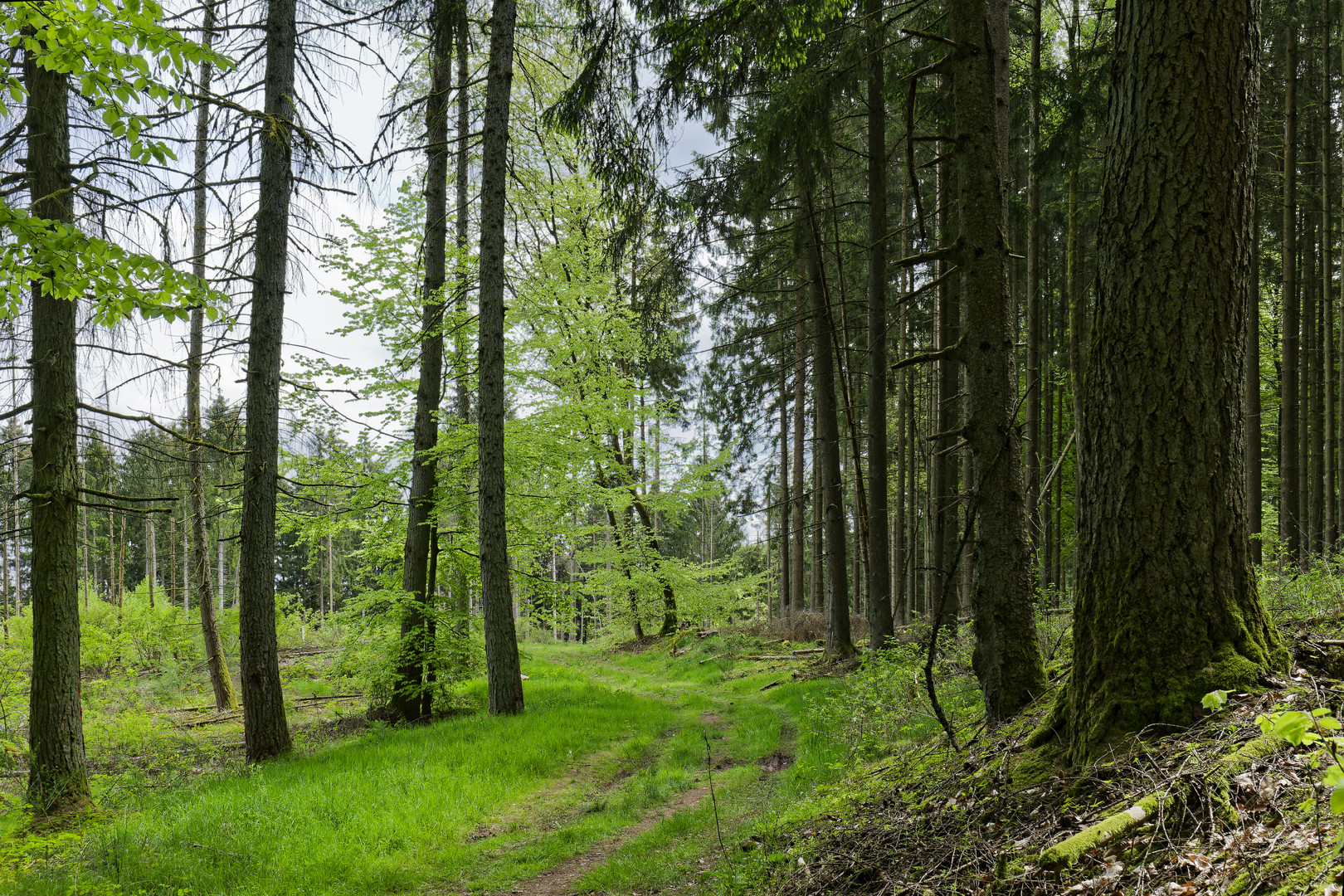 Waldmotive, hier: im Frühlingswald (3)