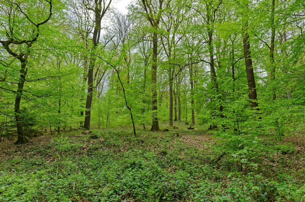 Waldmotive, hier: im Frühlingswald (4)
