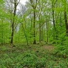 Waldmotive, hier: im Frühlingswald (4)