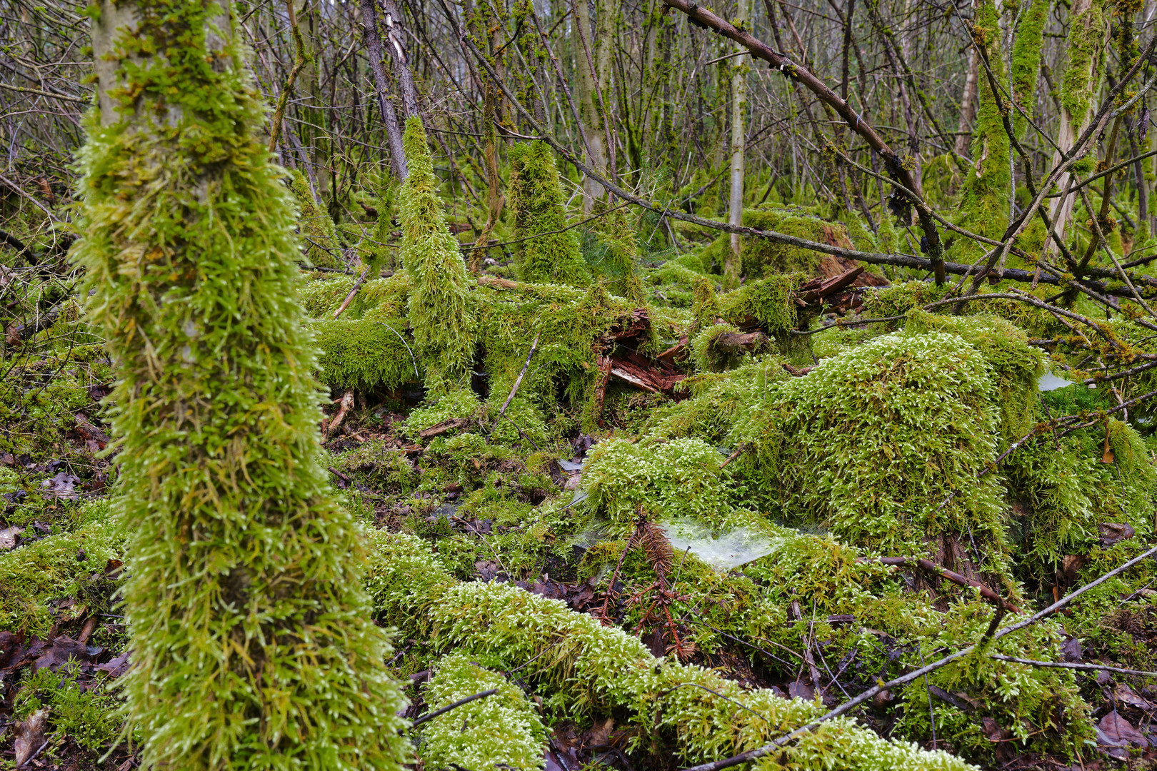 Waldmotive, hier: im März in den Mooswelten (2)