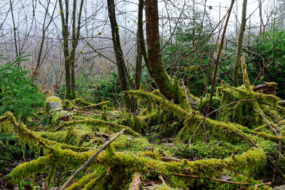 Waldmotive, hier: im März in den Mooswelten (3)