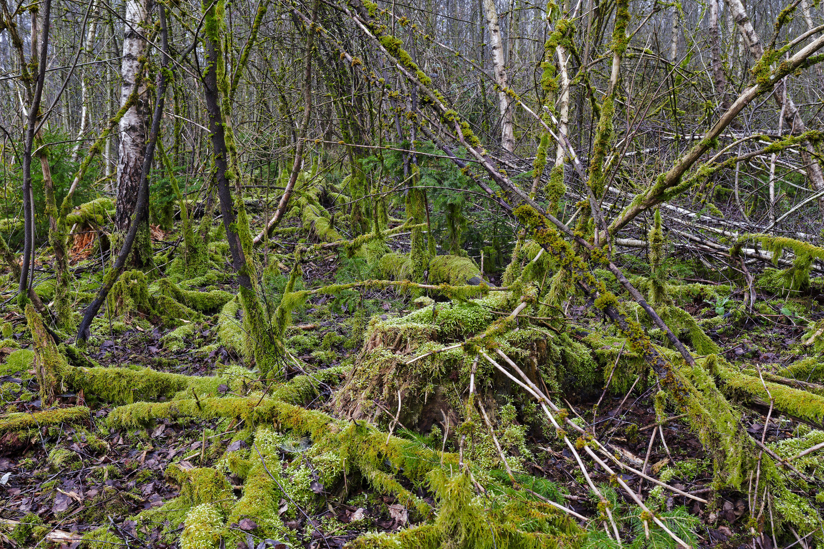 Waldmotive, hier: im März in den Mooswelten (4)