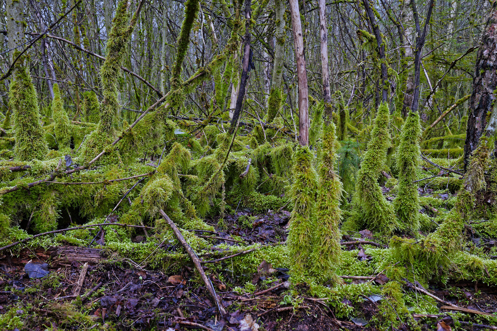 Waldmotive, hier: im März in den Mooswelten