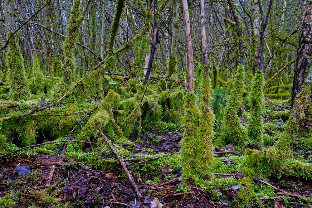 Waldmotive, hier: im März in den Mooswelten