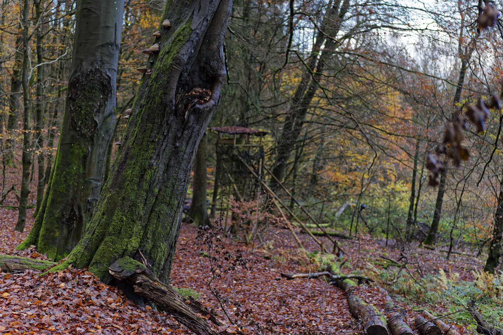 Waldmotive, hier: imposante Buchenstämme