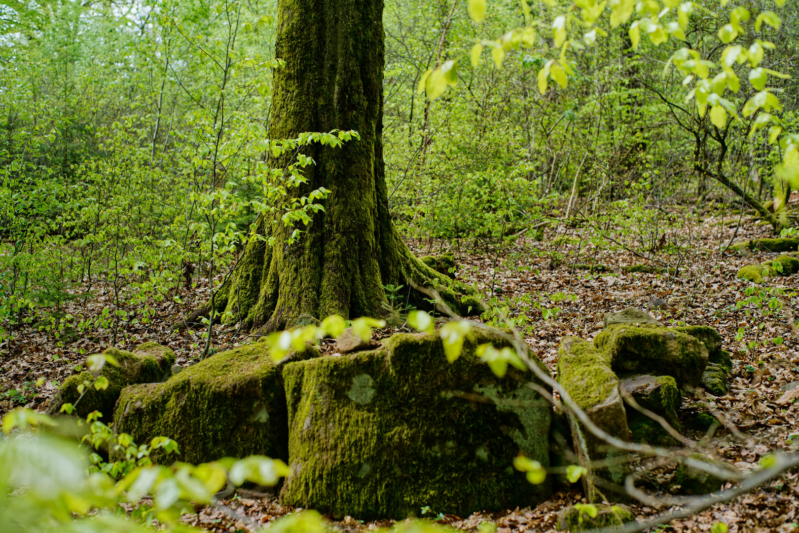 Waldmotive, hier: imposanter Buchenstamm 