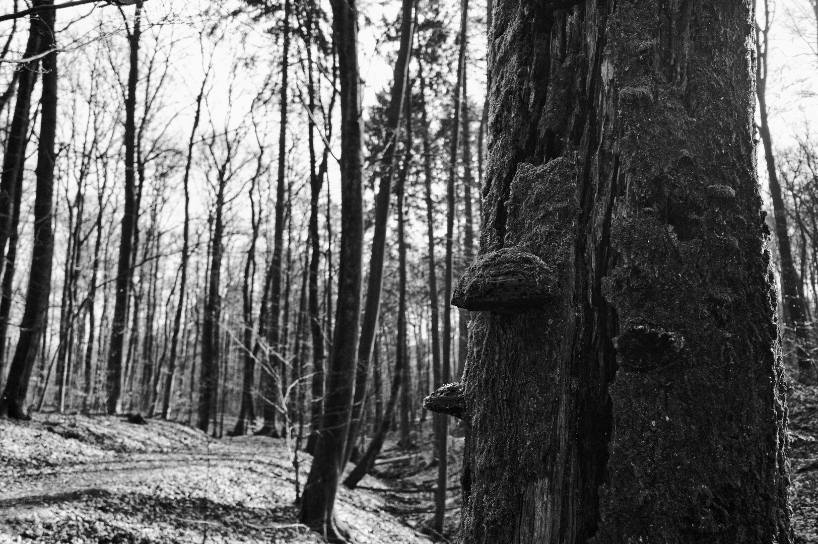 Waldmotive, hier: Impressionen am Rand eines Waldpfades