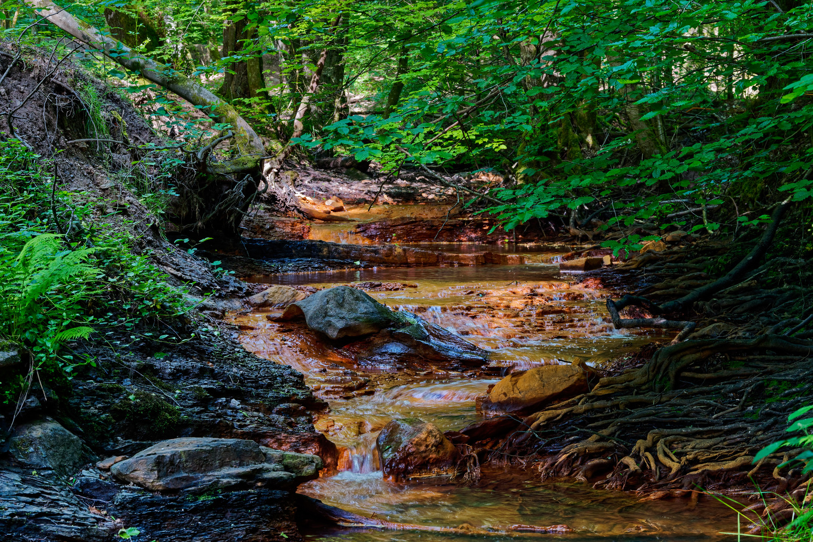 Waldmotive, hier: Impressionen am roten Netzbach (4)