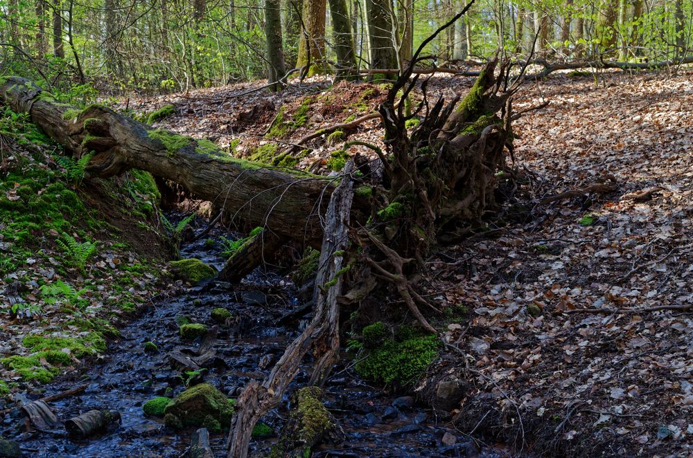 Waldmotive, hier: Impressionen am Waldbach