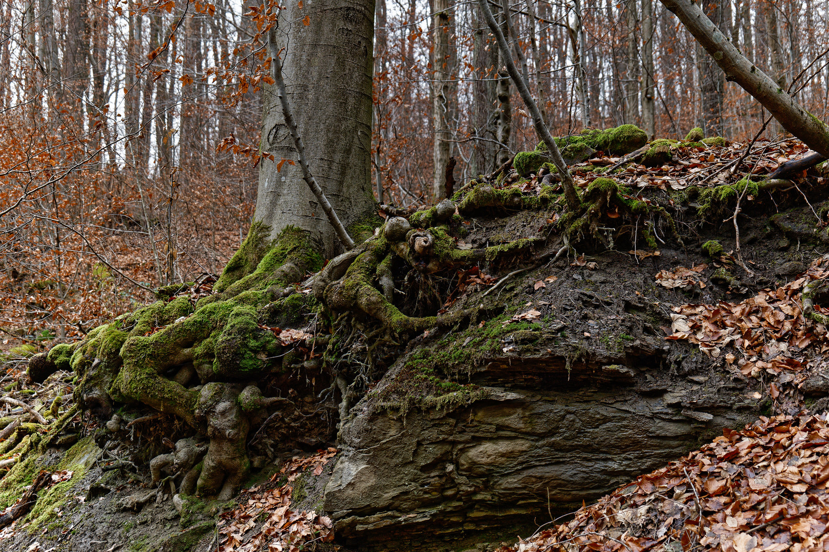 Waldmotive, hier: Impressionen am Wilden Netzbachpfad 