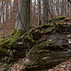 Waldmotive, hier: Impressionen am Wilden Netzbachpfad 