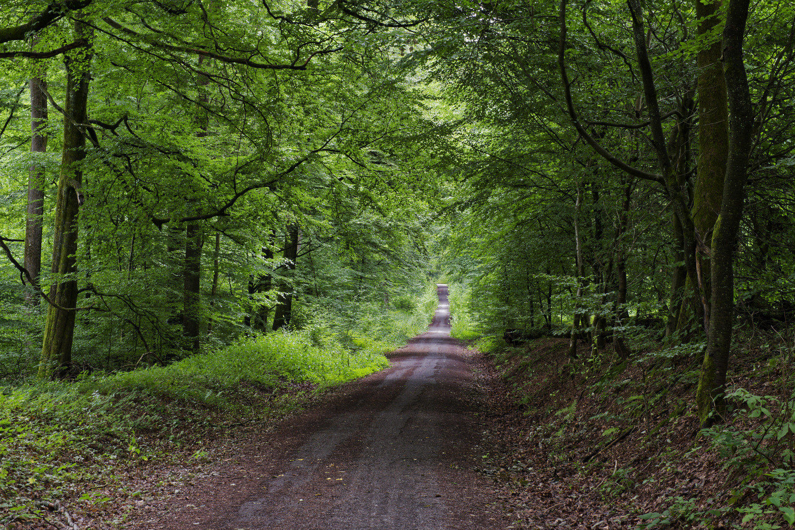 Waldmotive, hier: Impressionen auf einem Waldweg