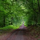 Waldmotive, hier: Impressionen auf einem Waldweg