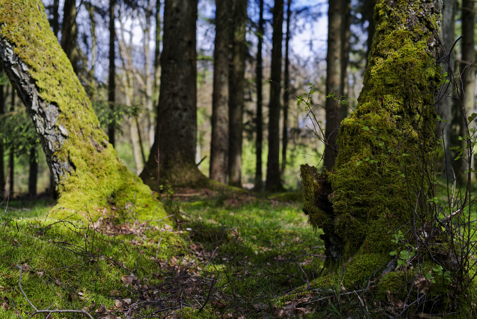 Waldmotive, hier: Impressionen auf einer Waldlichtung