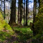 Waldmotive, hier: Impressionen auf einer Waldlichtung