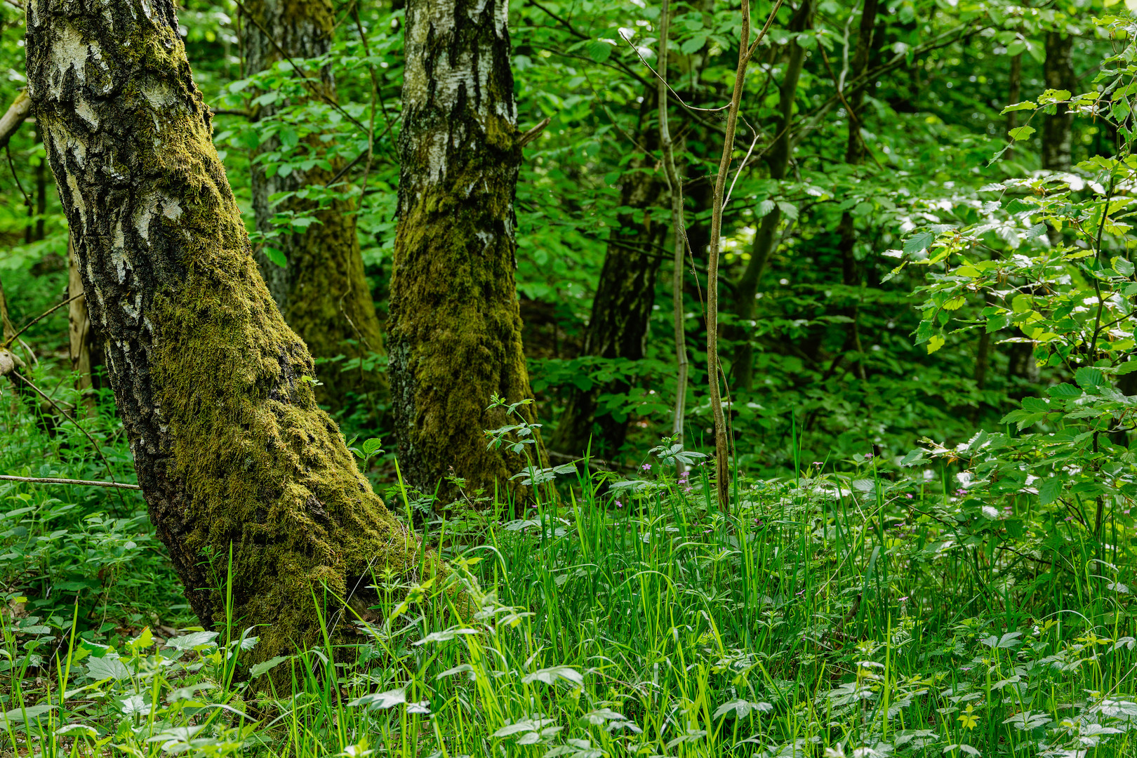 Waldmotive, hier: Impressionen im Birkenwald (3)